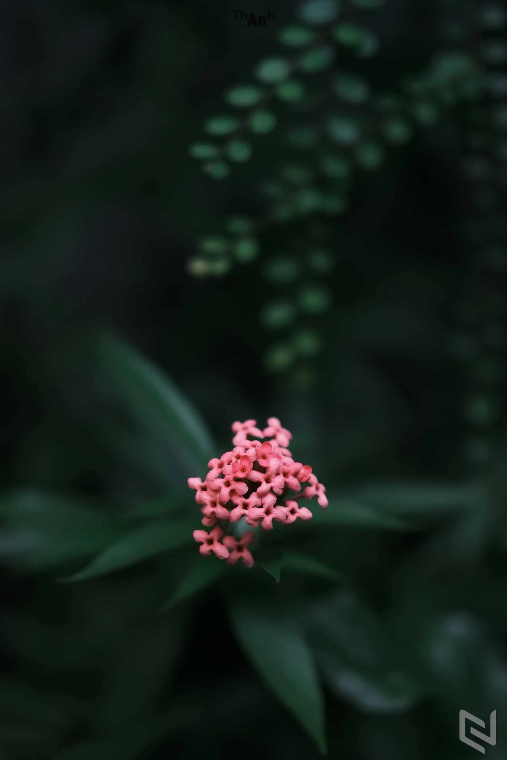 Trên tay ống kính Fujifilm XF 50mm F1.0 R WR, siêu vội!