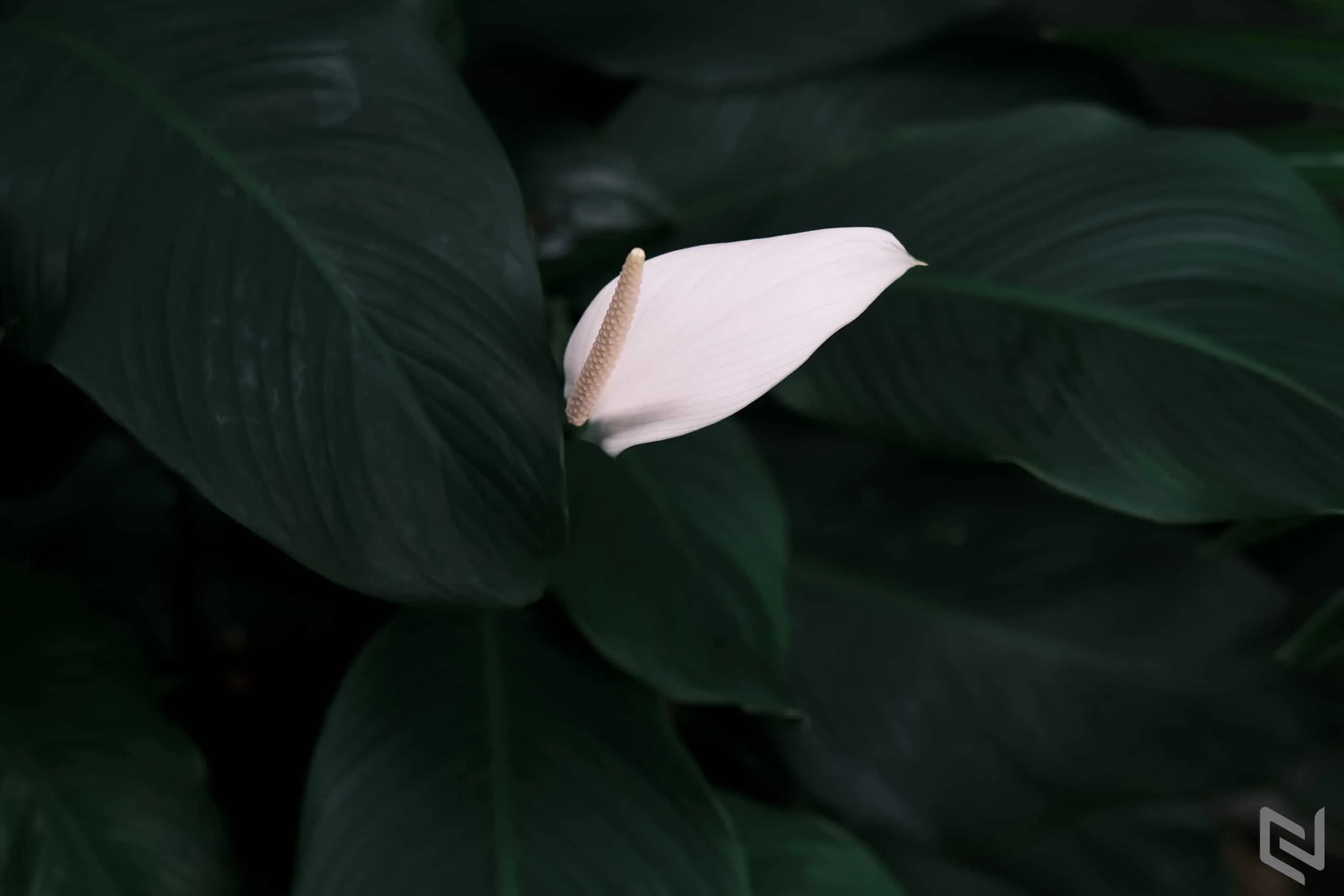 Trên tay ống kính Fujifilm XF 50mm F1.0 R WR, siêu vội!