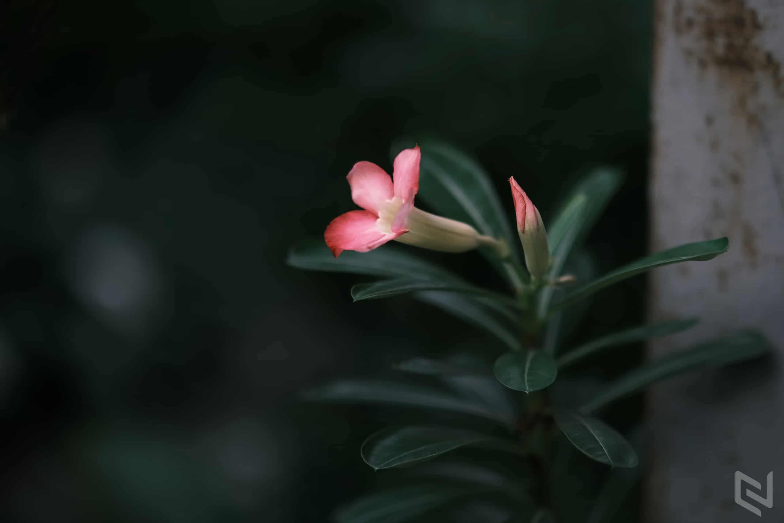 Trên tay ống kính Fujifilm XF 50mm F1.0 R WR, siêu vội!
