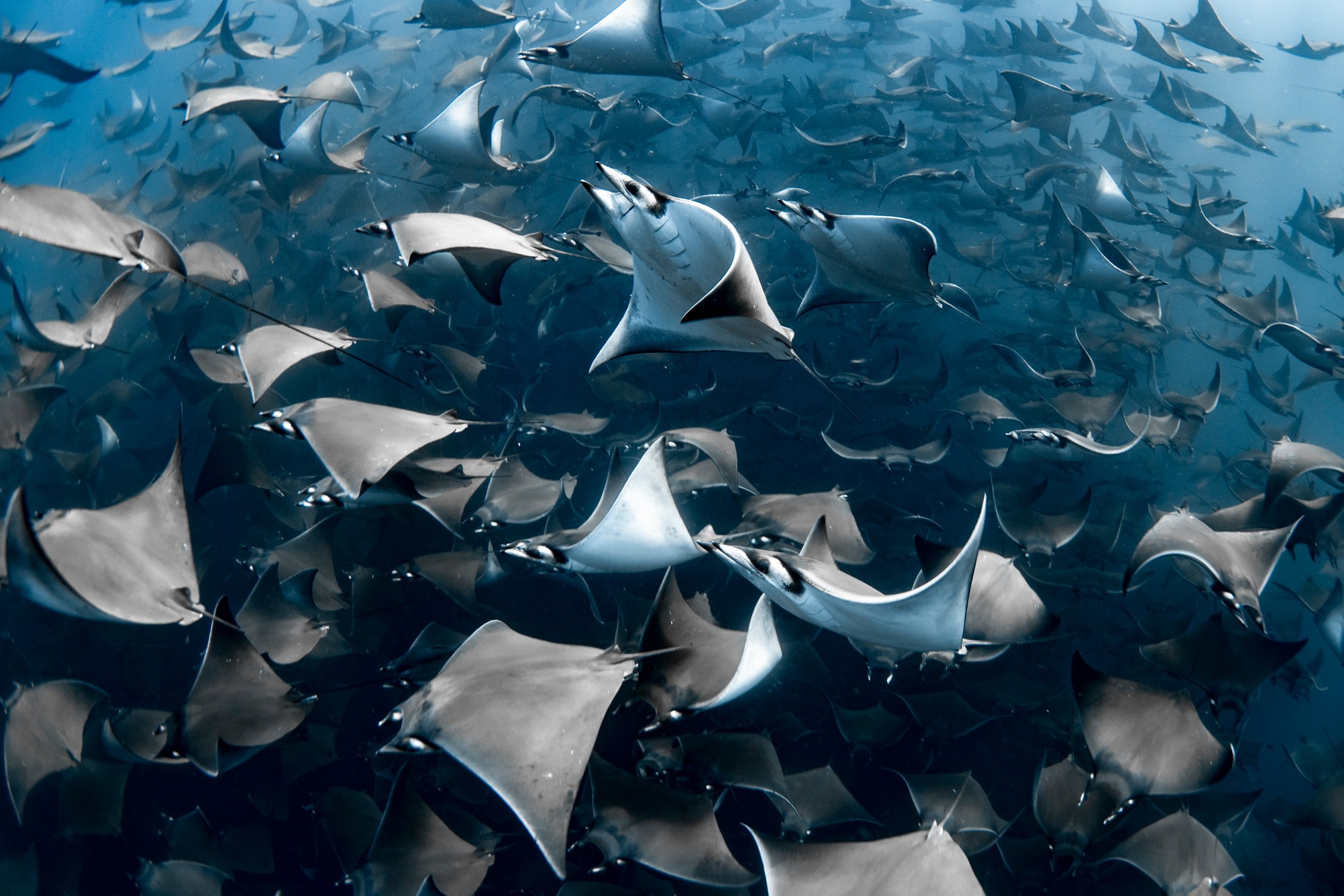 Những bức ảnh ấn tượng trong cuộc thi Nhiếp ảnh gia Đại dương của năm 2020