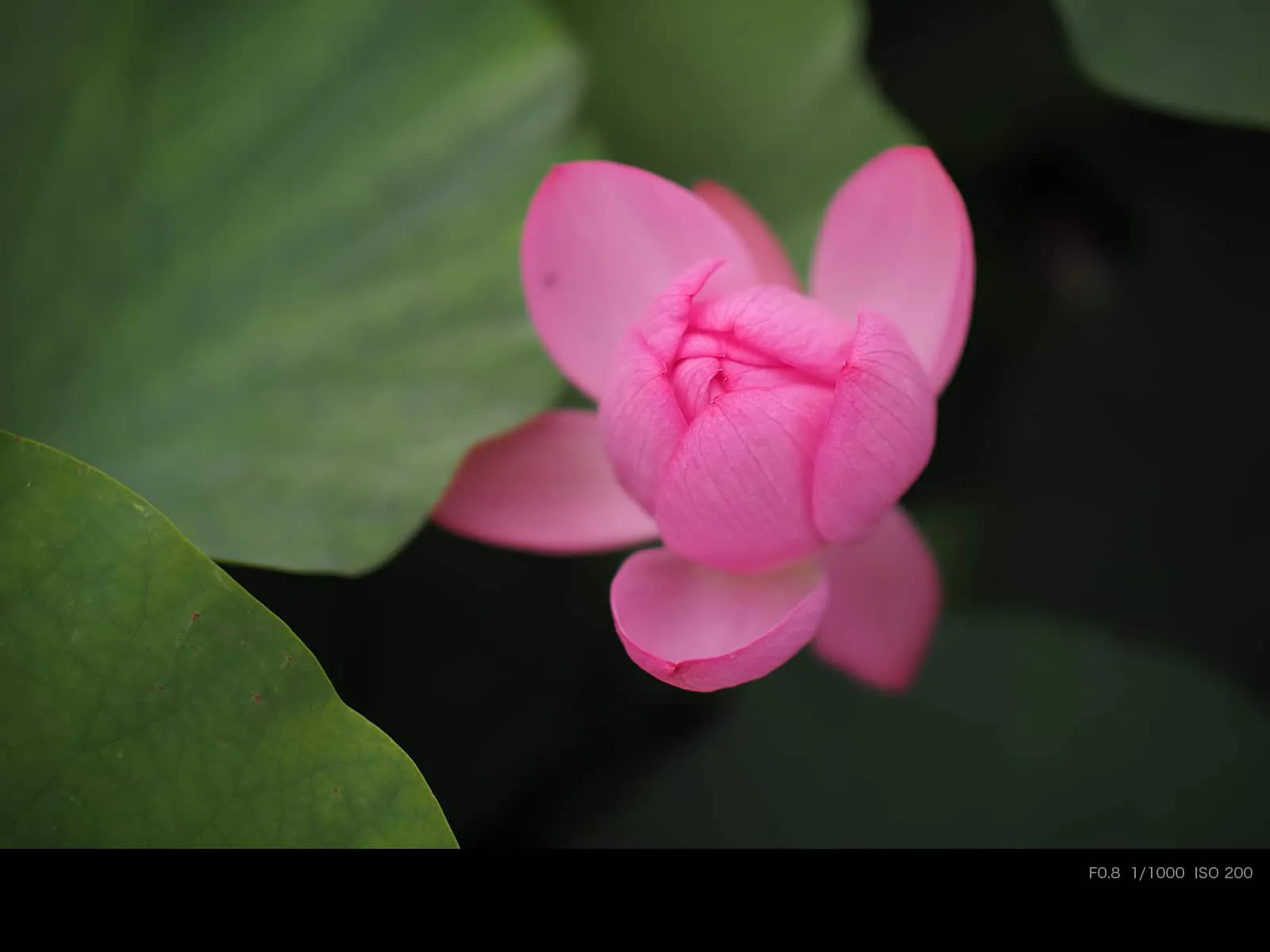 Voigtlander ra mắt ống kính Super Nokton 29mm F0.8 Aspherical mới