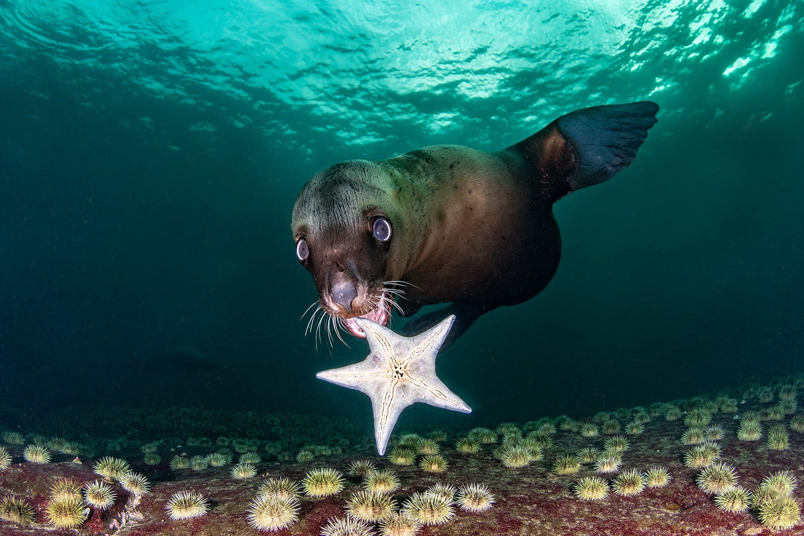 Choáng ngợp trước các bức ảnh đoạt giải Cuộc thi chụp ảnh dưới nước năm 2020