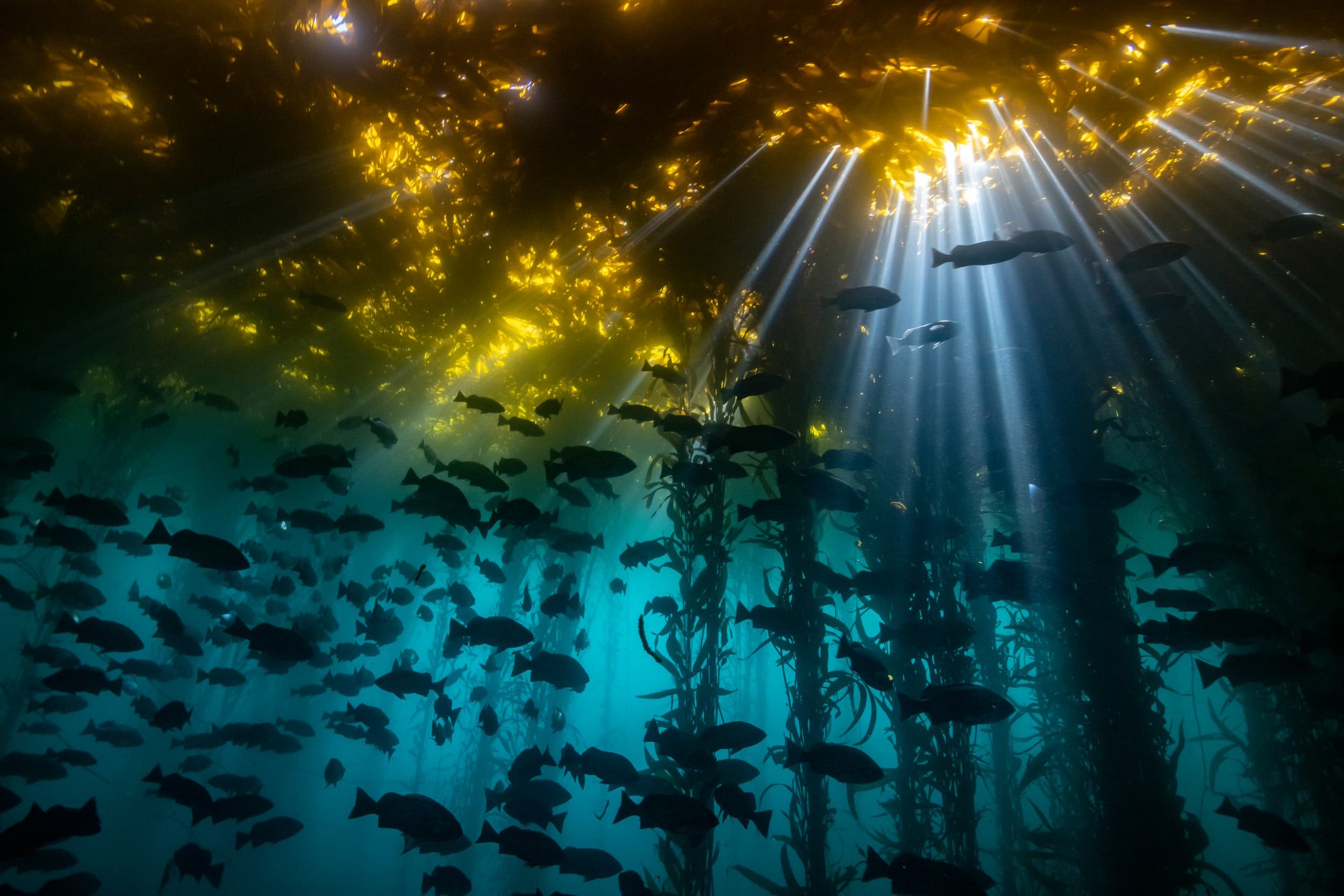 Choáng ngợp trước các bức ảnh đoạt giải Cuộc thi chụp ảnh dưới nước năm 2020
