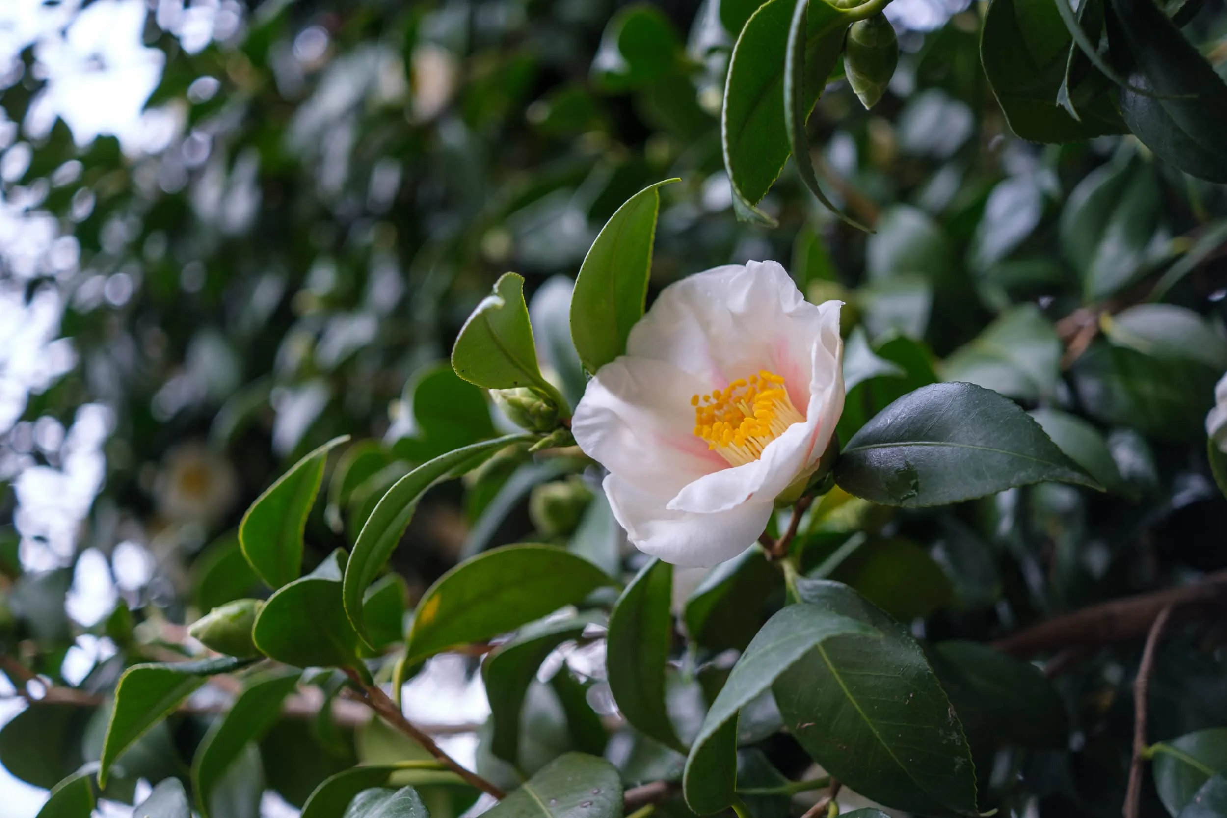 Fujifilm ra mắt ống kính XF 27mm F2.8 R WR mới cùng ống XF 70-300mm F4-5.6 R LM OIS WR