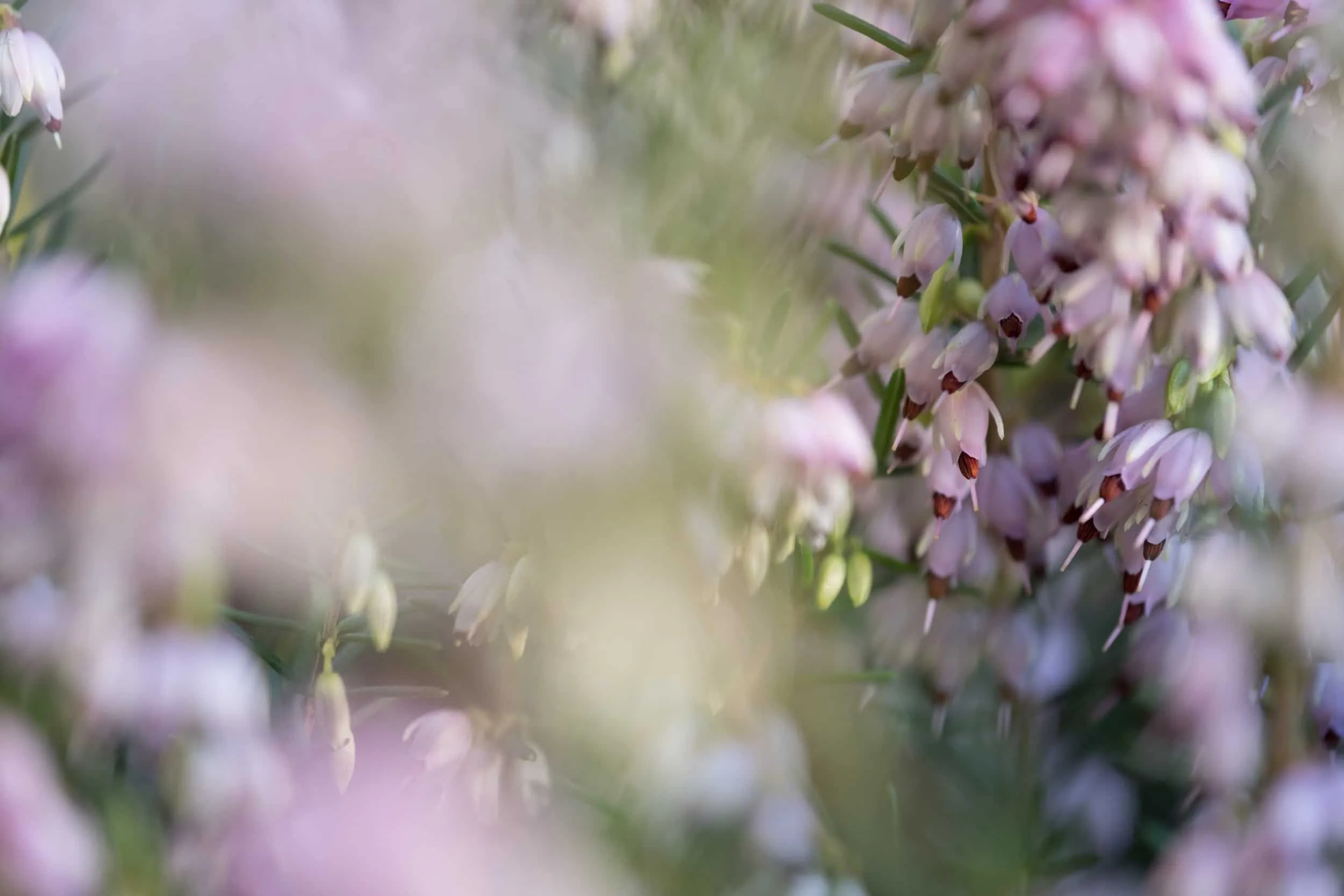 Những lý do để XF 80mm F2.8 1:1 Macro là ống kính tốt, tận dụng macro trên APS-C tốt hơn full frame