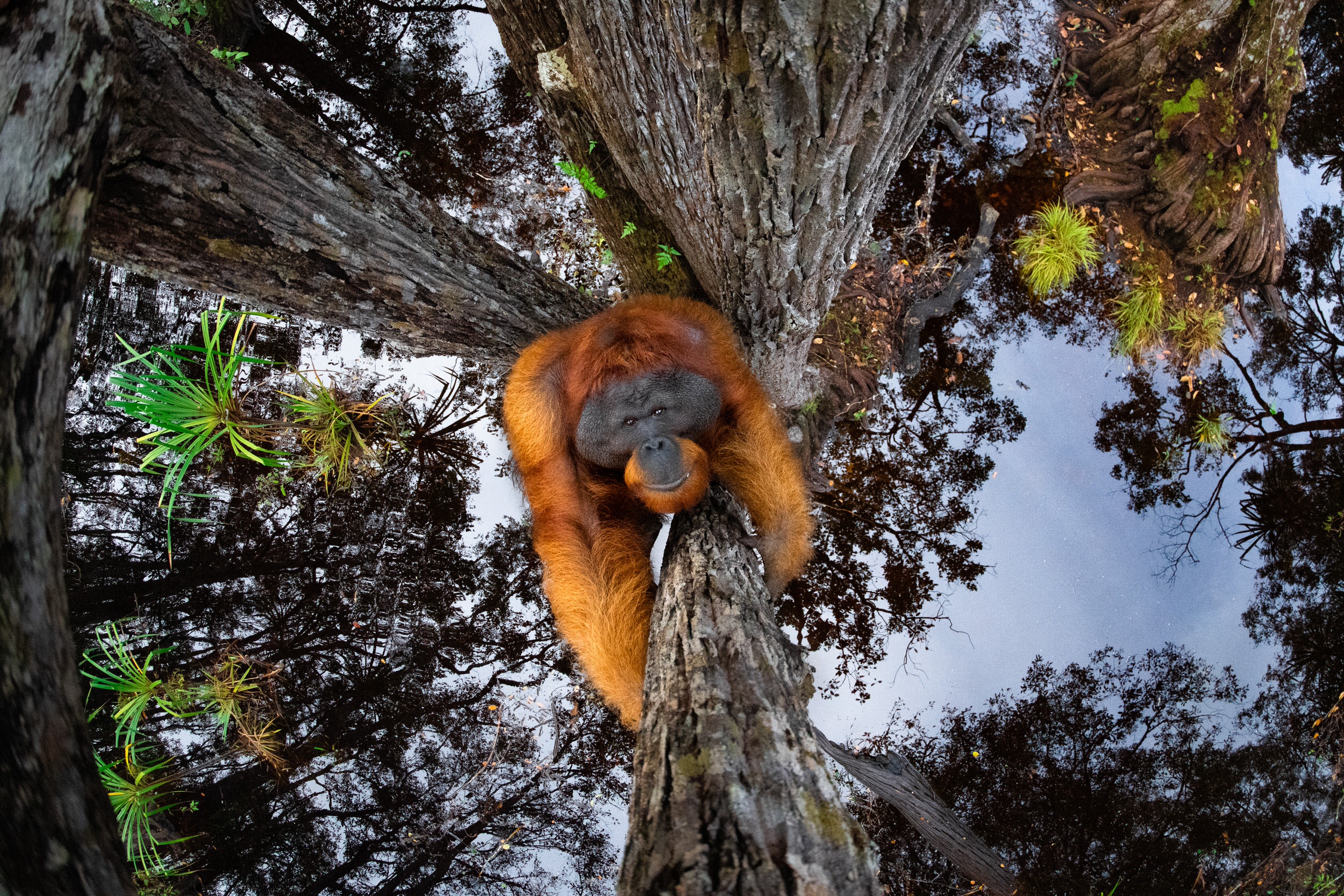 Bức ảnh chú đười ươi có nguy cơ tuyệt chủng đã đạt Giải thưởng Nhiếp ảnh Thiên nhiên Thế giới