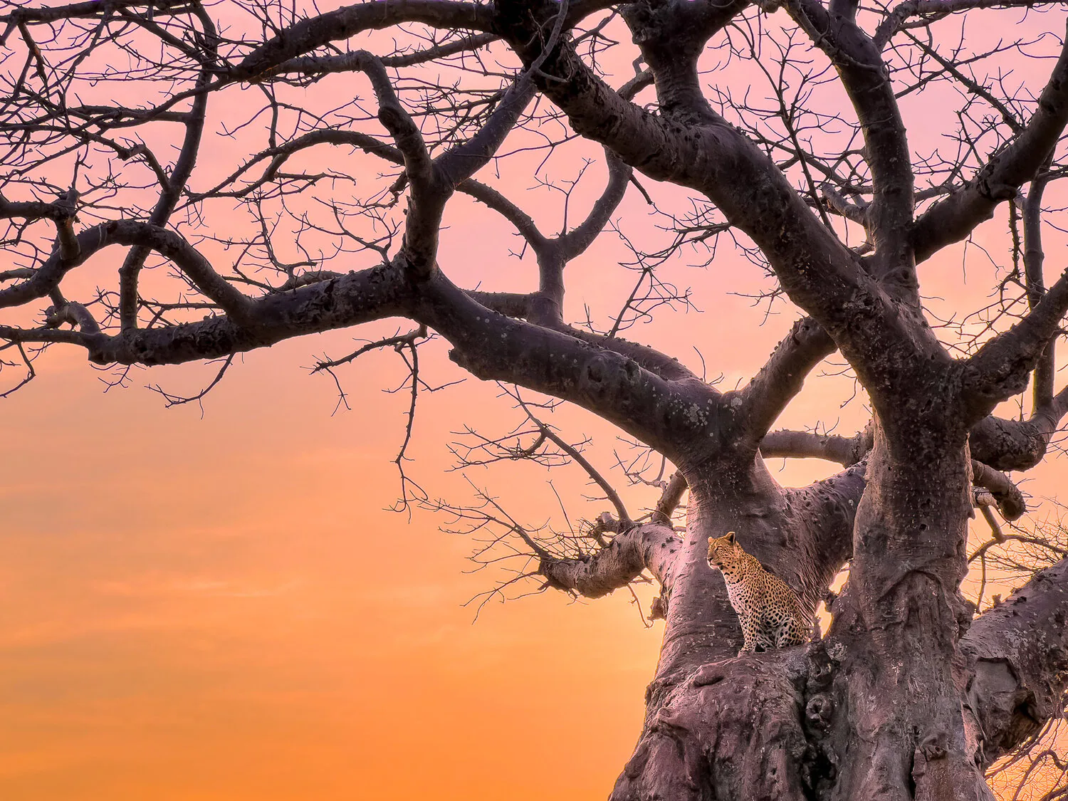 Austin Mann thử nghiệm camera iPhone 13 Pro với các nâng cấp về macro và Photographic Styles