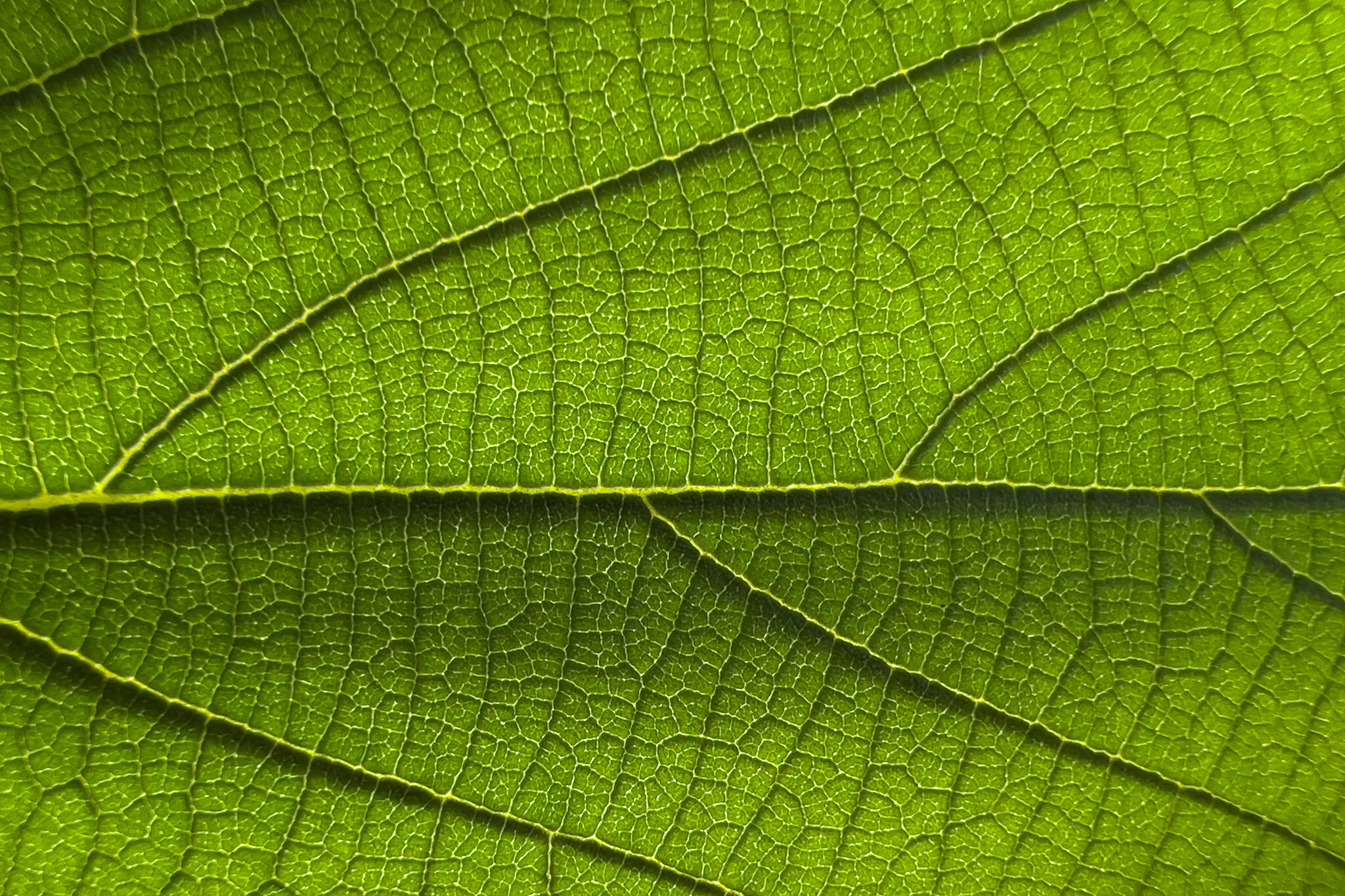 Austin Mann thử nghiệm camera iPhone 13 Pro với các nâng cấp về macro và Photographic Styles