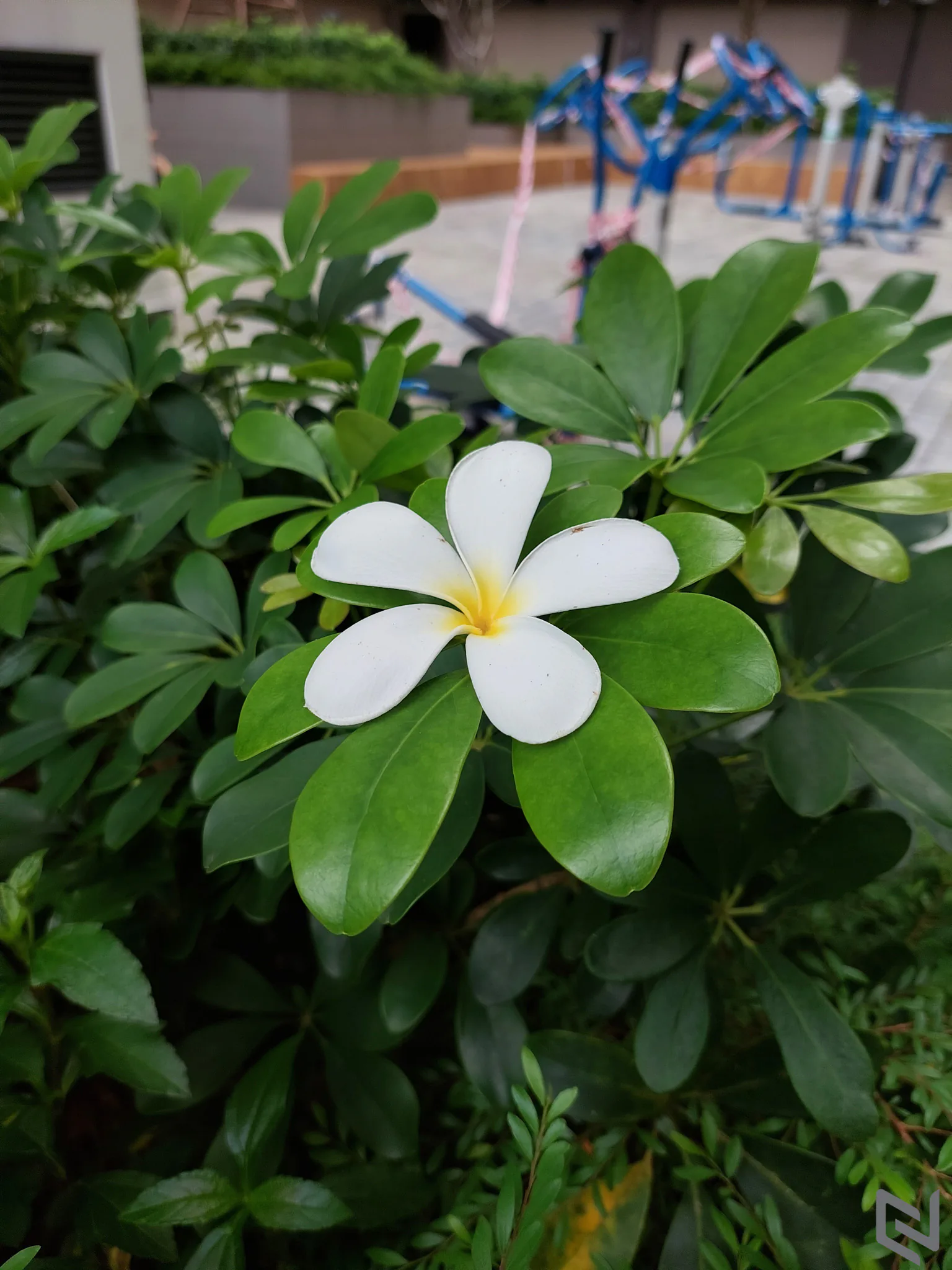 Mẹo chụp ảnh cực chất với bộ tứ camera trên Galaxy A52s 5G