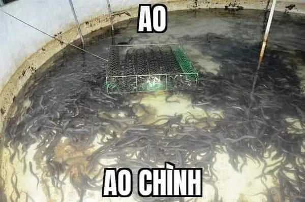'Ao Chình' là gì? Meme này có ý nghĩa là gì?