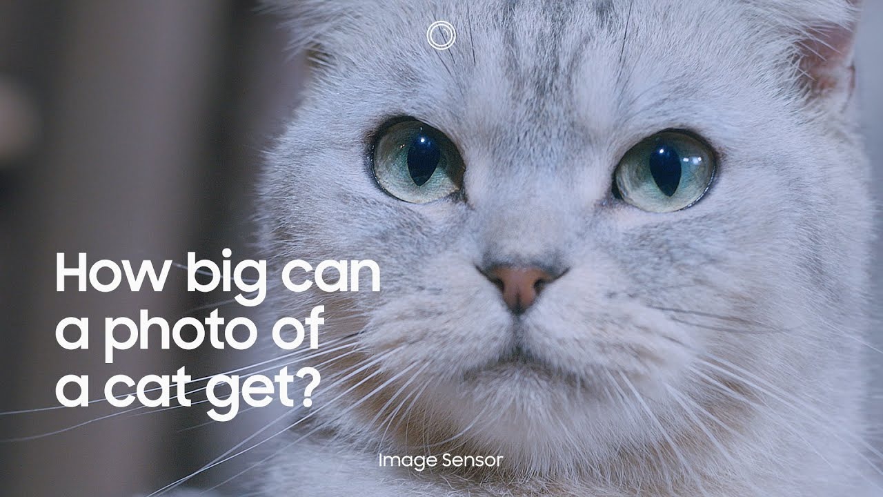Samsung trình diễn khả năng của cảm biến ISOCELL HP1 200MP bằng tấm biển quảng cáo một chú mèo