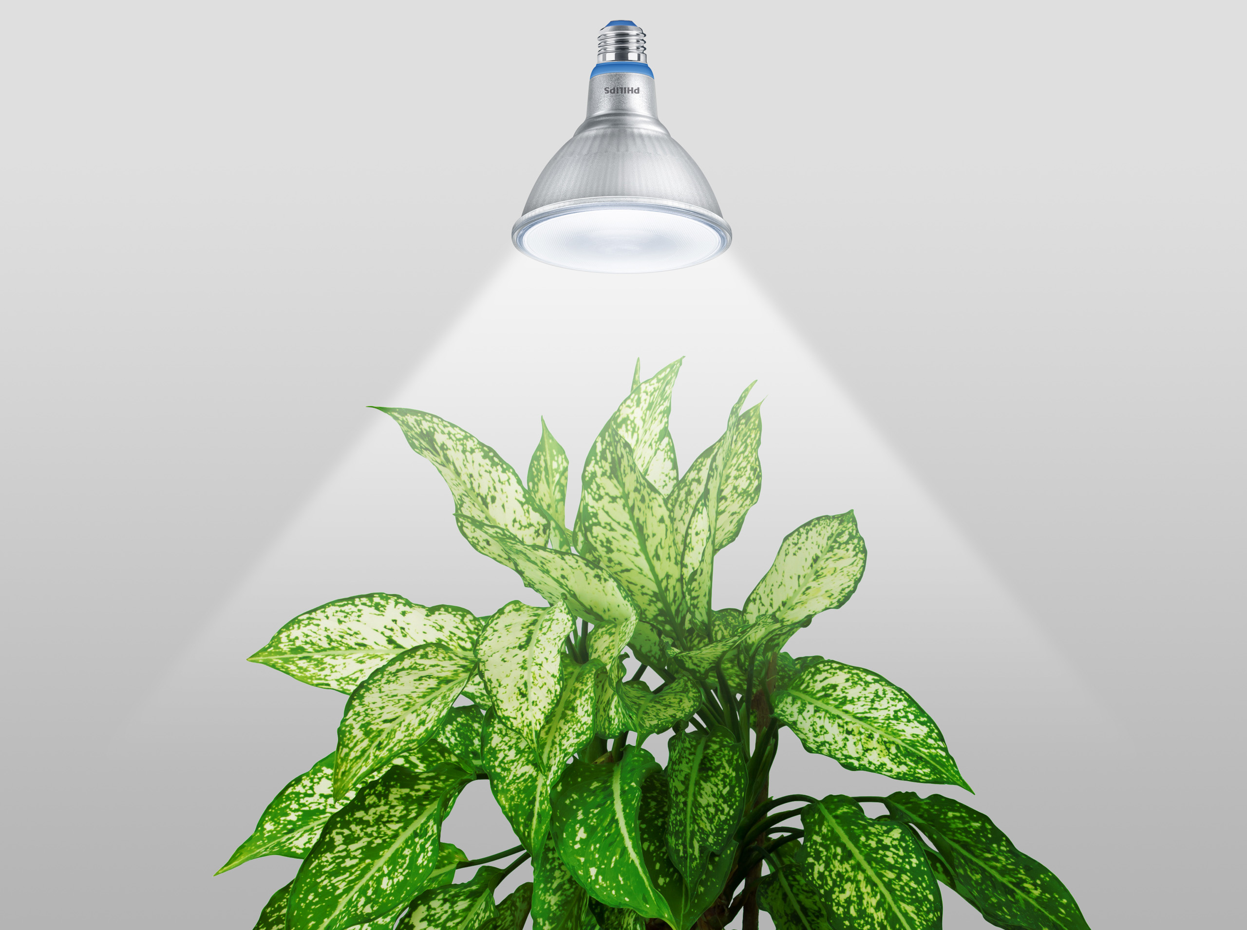 Signify ứng dụng công nghệ ánh sáng hỗ trợ phương pháp trồng cây xanh trong nhà