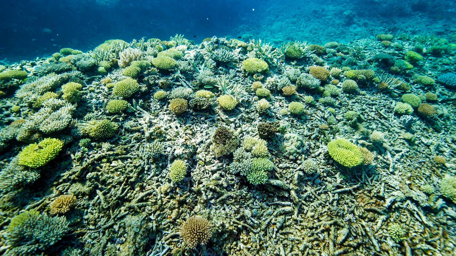 Công nghệ Deep Learning của Dell Technologies hỗ trợ bảo vệ Rạn san hô Bờ Đá Lớn