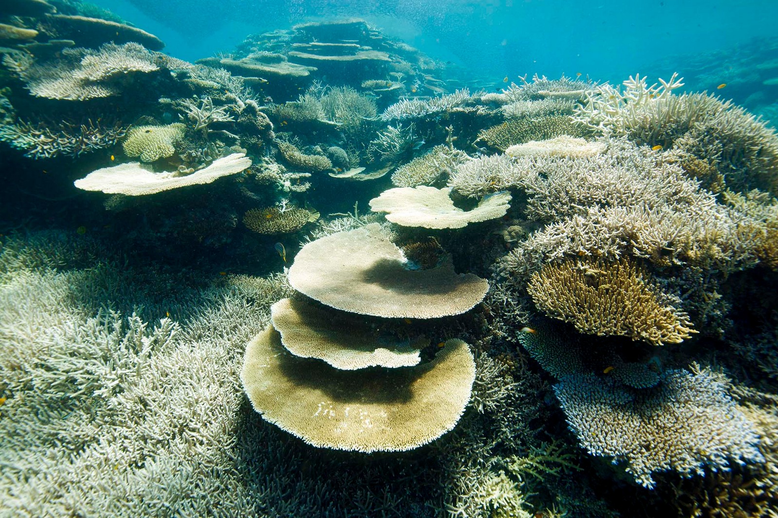 Công nghệ Deep Learning của Dell Technologies hỗ trợ bảo vệ Rạn san hô Bờ Đá Lớn