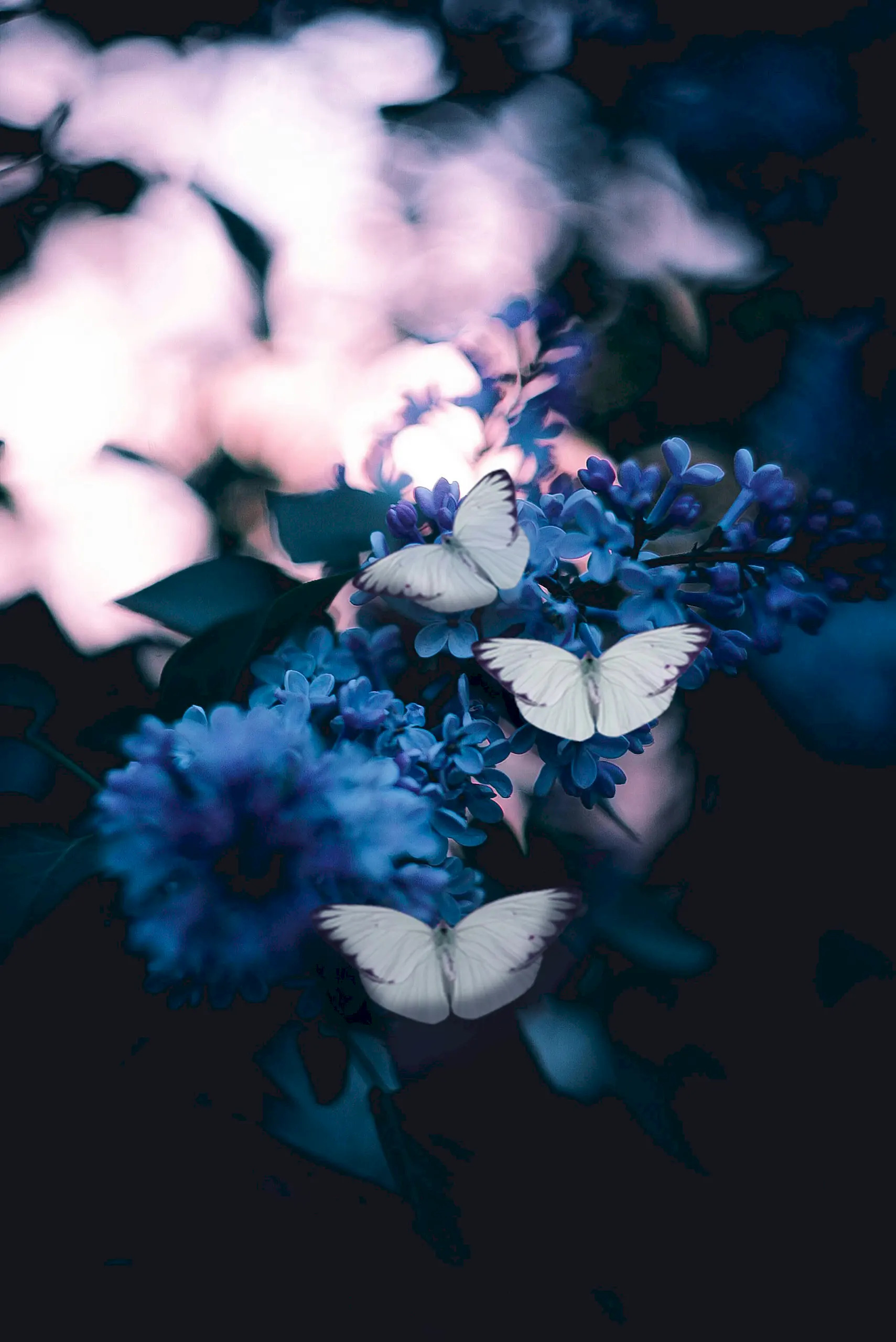 Hình nền iPhone đẹp và chất lượng cao chủ đề về hoa và những con bướm