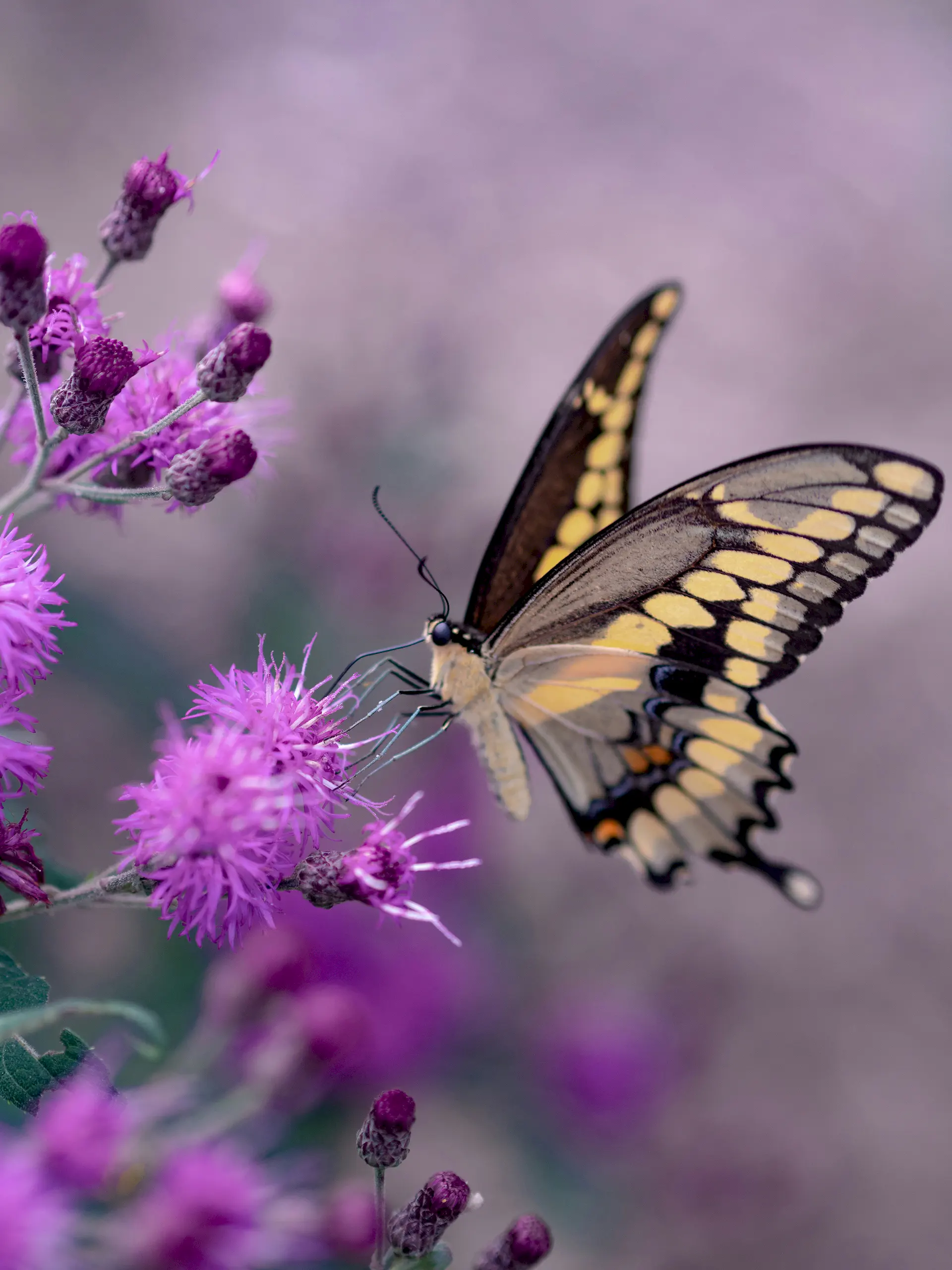 Hình nền iPhone đẹp và chất lượng cao chủ đề về hoa và những con bướm