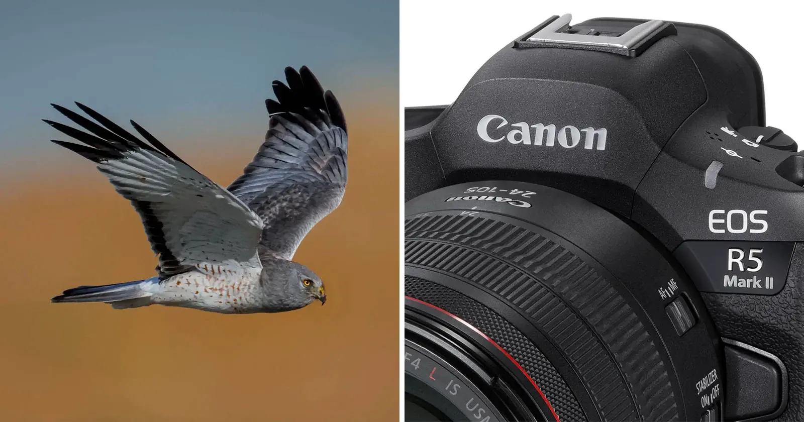 Canon EOS R5 II sẽ là lựa chọn xuất sắc cho nhiếp ảnh động vật hoang dã