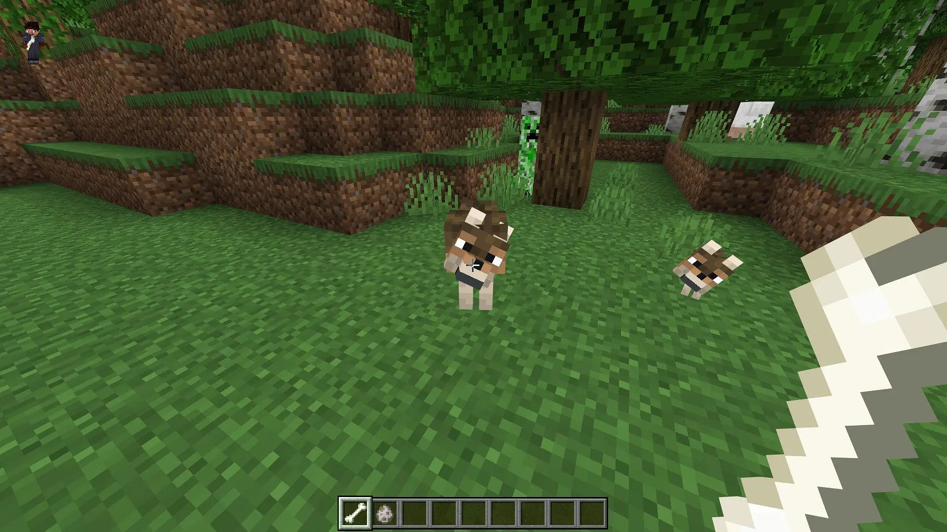 Wolves trong Minecraft: Cách tìm và thuần hóa chúng