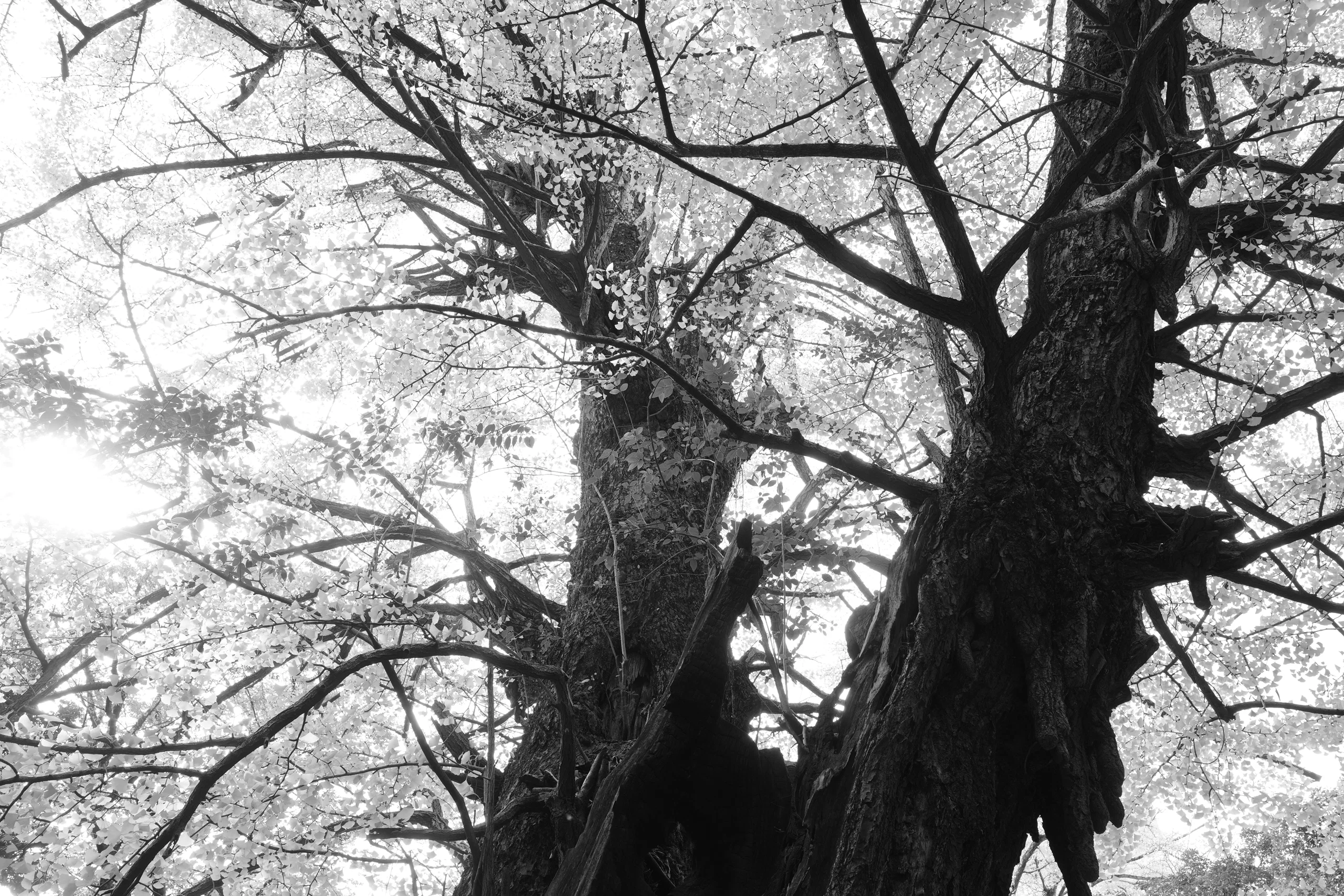 Ricoh lần đầu nói rõ lý do GR IV Monochrome đắt