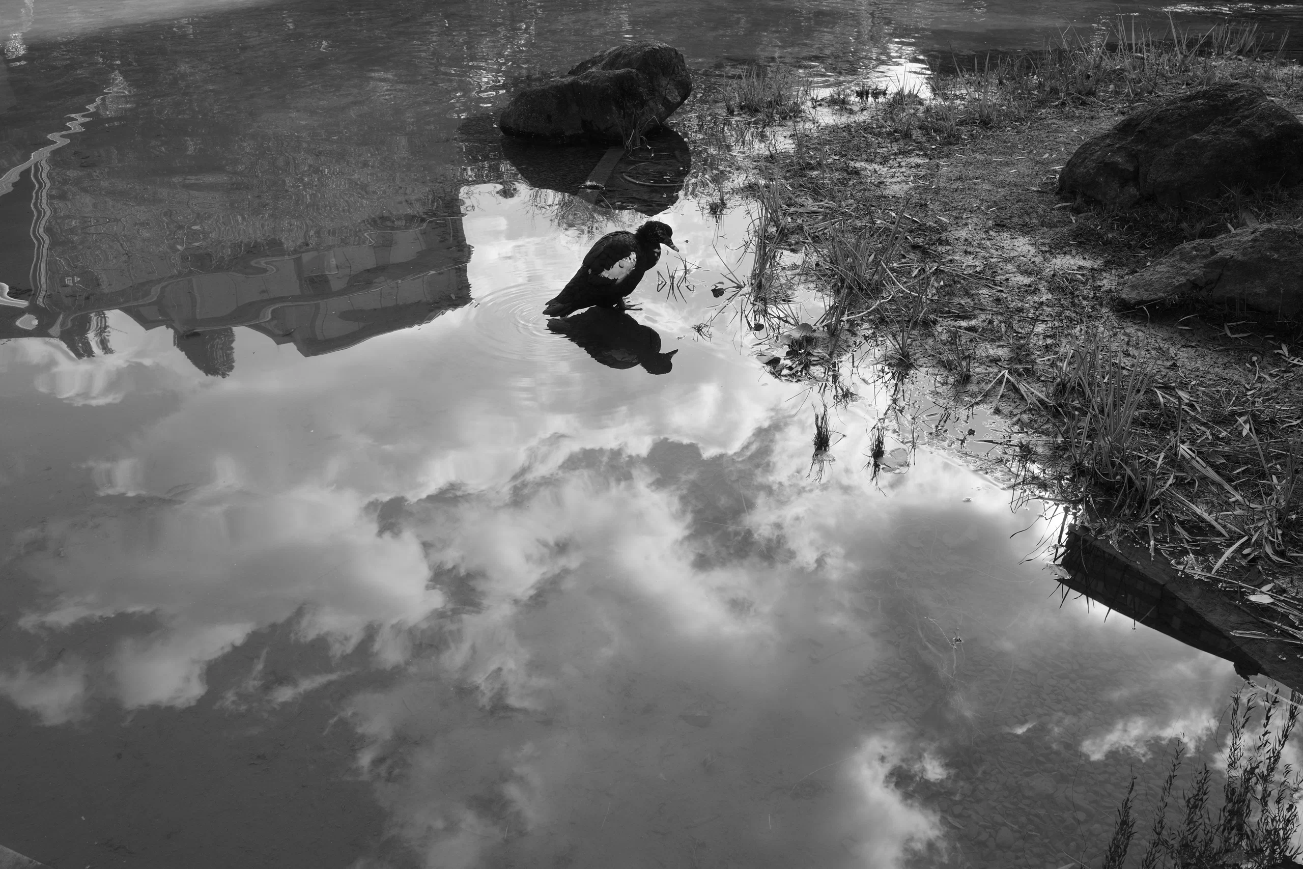 Ricoh lần đầu nói rõ lý do GR IV Monochrome đắt