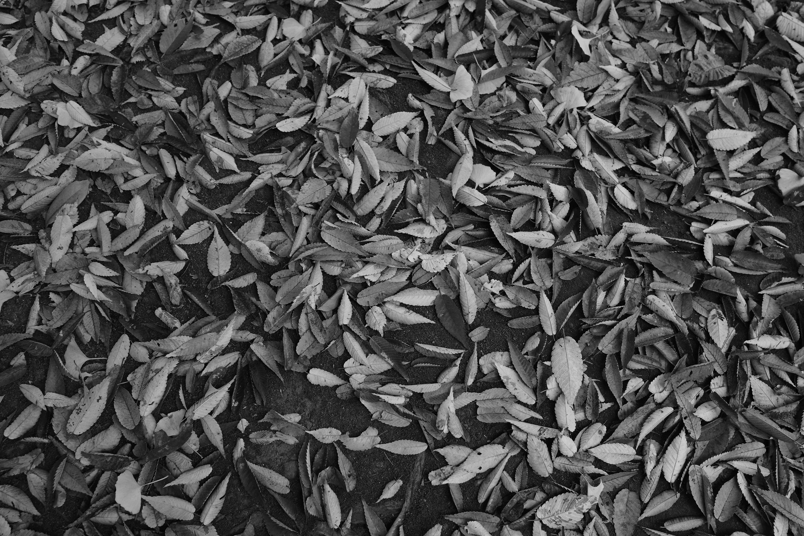 Ricoh lần đầu nói rõ lý do GR IV Monochrome đắt